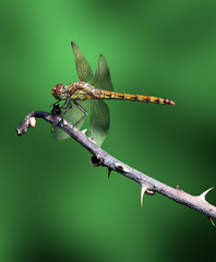 dragonfly on dry branch over green background