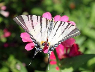 butterfly (Scarce Swallowtail) on flower (zinnia)