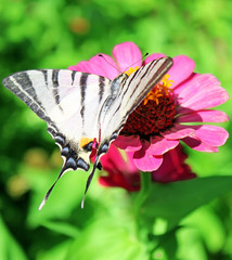 butterfly (Scarce Swallowtail) on flower (zinnia)
