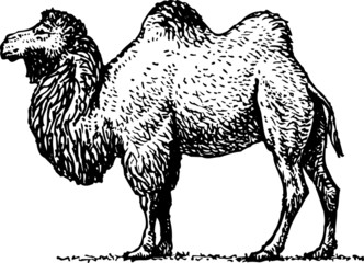 Double-humped camel