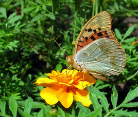 butterfly (Painted Lady) on marigold flower