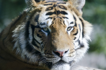look of tiger