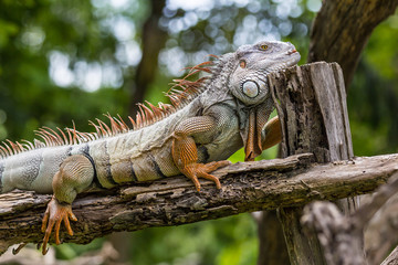 iguana on the wood log