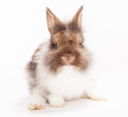 Obraz premium Rabbit