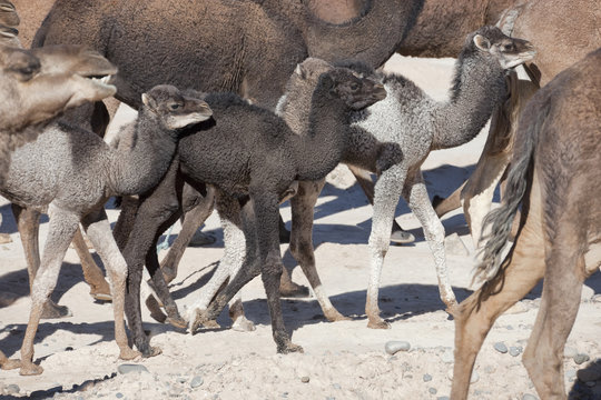 Herd of dromedaries (camels) with small dromedary babies.