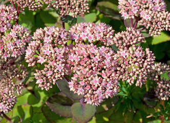 Sedum Telephium