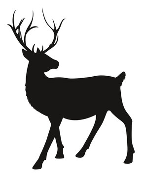 Hirsch
