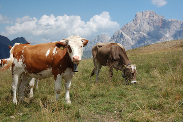 Obraz premium Ecotrentino