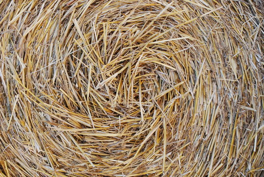 paille en botte agrandi, fond, texture