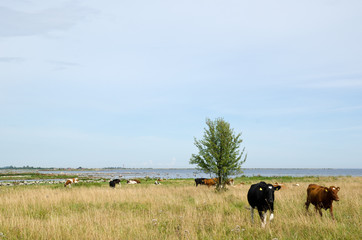 Cattle at coast