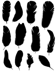 Collection of silhouettes of feathers