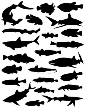 Collection of fishes and sharks