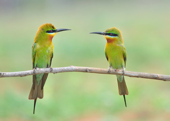 Blue tailed Bee eater bird