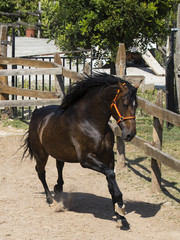Calimo 2