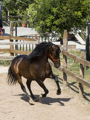 Calimo