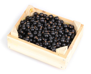 Black currant in crate isolated on white