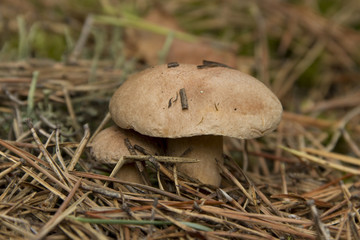 Mushrooms in the forest