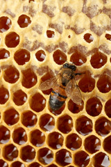 yellow beautiful honeycomb with honey and bee, background