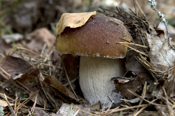 Boletus in the forest