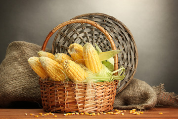 fresh corn in basket, on wooden table, on grey background