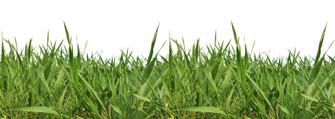 Horizontaly repeatable grass border isolated on white