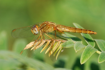 Libellula a caccia