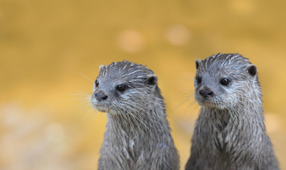 Two vigilant Asian Small-clawed Otter (Aonyx cinerea)