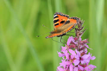 Small Tortoiseshell (Nymphalis urticae) on Purple Loosestrife