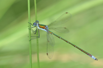 Small Spreadwing on reed (male, Lestes virens)