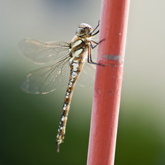 Libelle