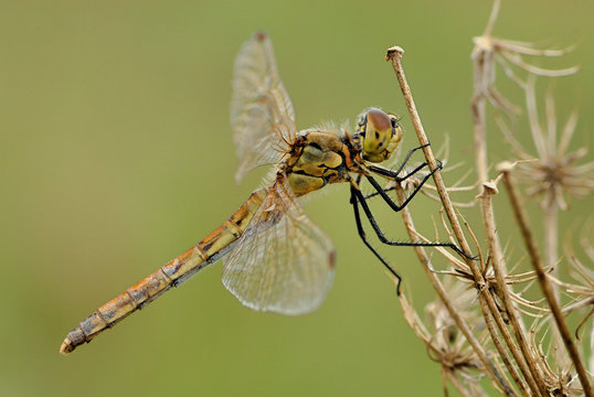 Spotted Darter