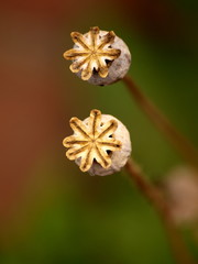Mohnkapsel 10