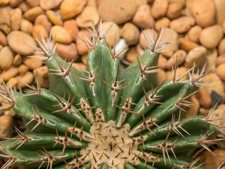 Obraz premium Thorns of cactus