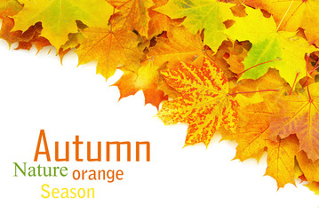 autumn leaves