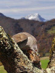 Azor cazando en el bosque.