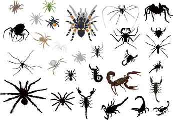 set of spiedrs and scorpions isolated on white
