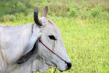 White cow in rural grass field