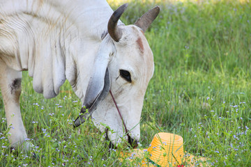 White cow and yellow hat in rural grass field
