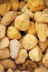 Natural sponges