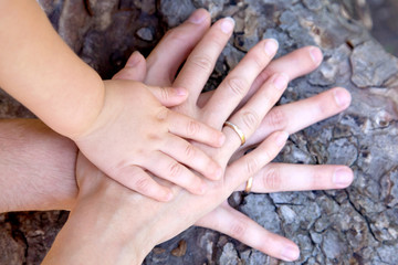 Three hands of family on tree bark - baby, mother and father