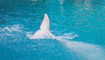 Naklejka premium white dolphin tail in water