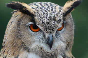 Eagle Owl - Bubo Bubo