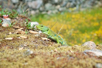 Grüne Eidechse auf Mauer