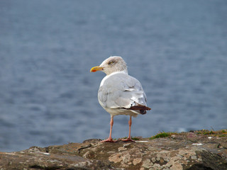 Fototapeta premium Möwe