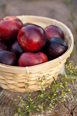 Plum