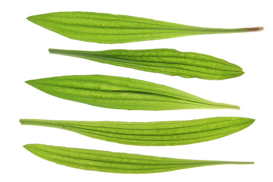 Spitzwegerich (Plantago lanceolata)