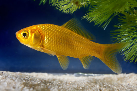 poisson comete jaune