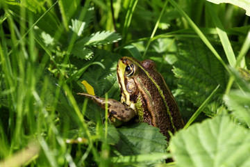 Teichfrosch zwischen Gräser
