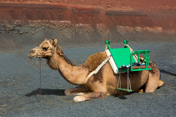 Camel in Lanzarote in timanfaya fire mountains