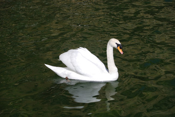 Cisne nadando en un estanque